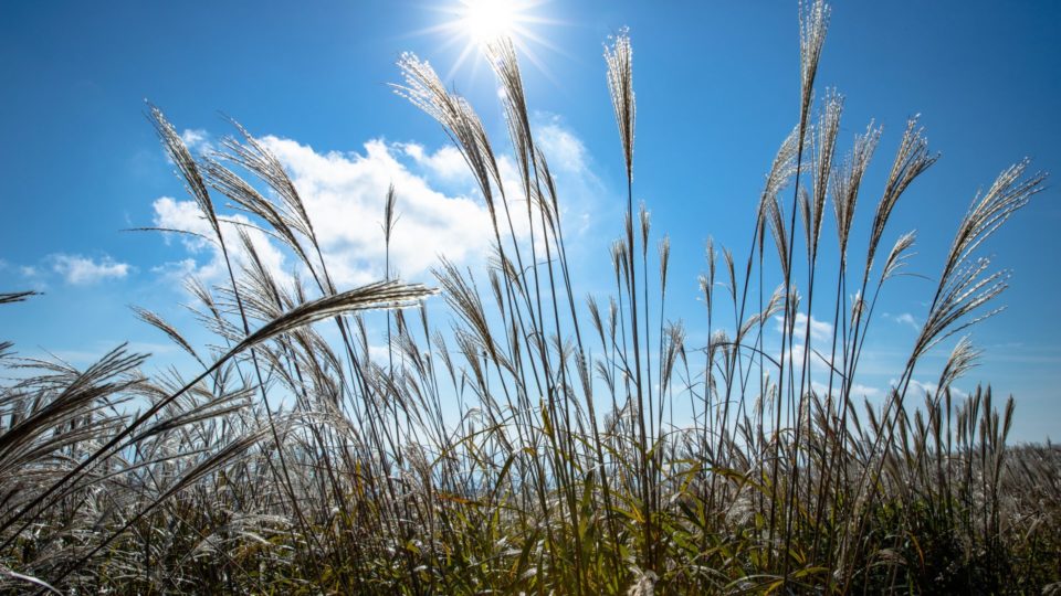 Agricultural Grain Analysis