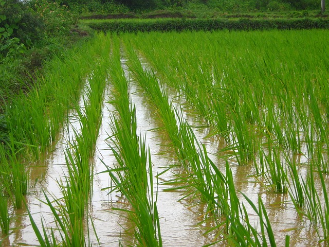 rice plants